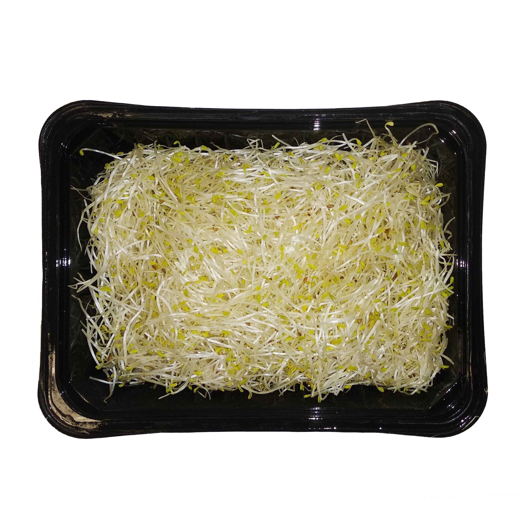 Alfalfa klíčky, vanička