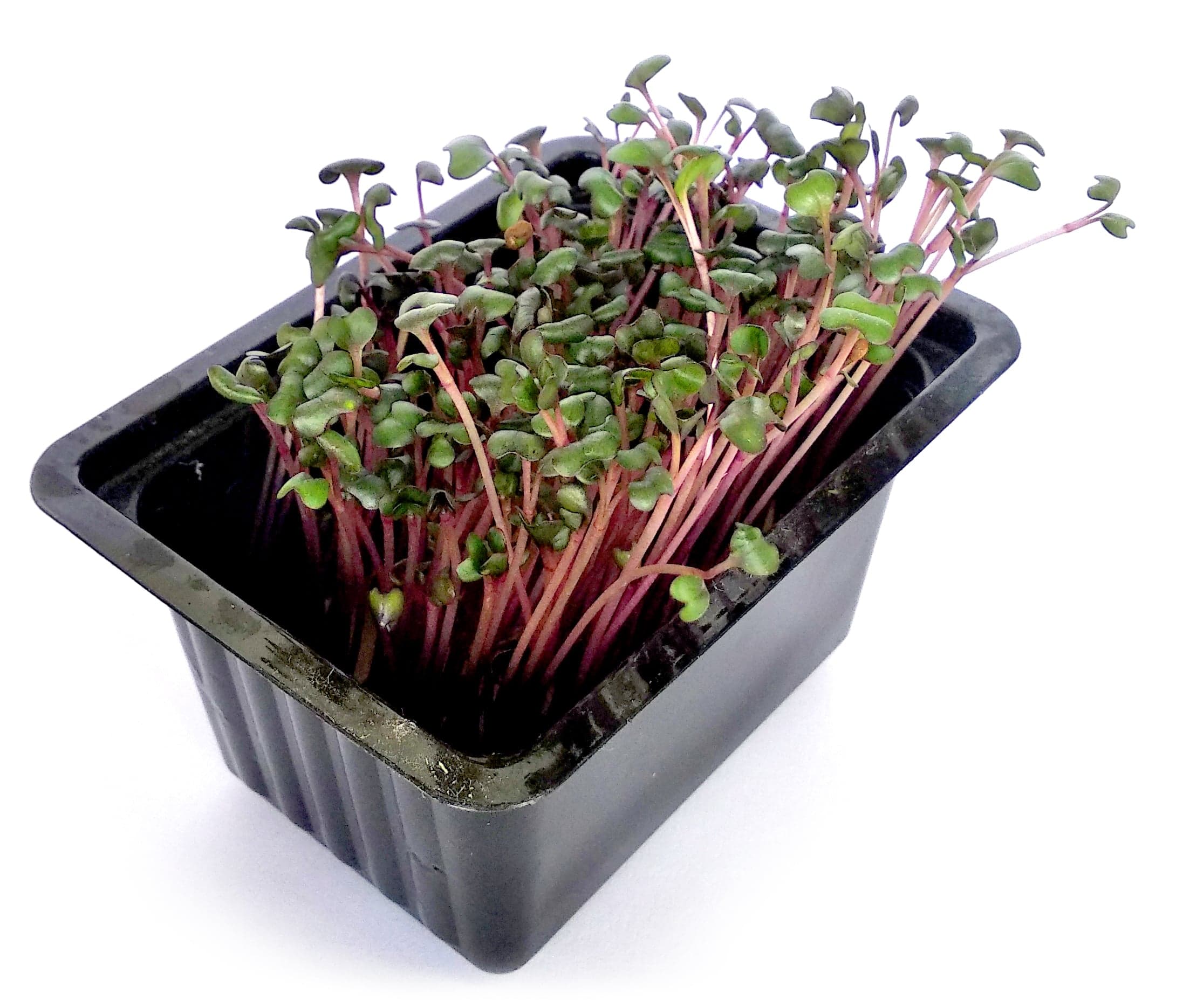 Microgreens – růžové zelí, vanička