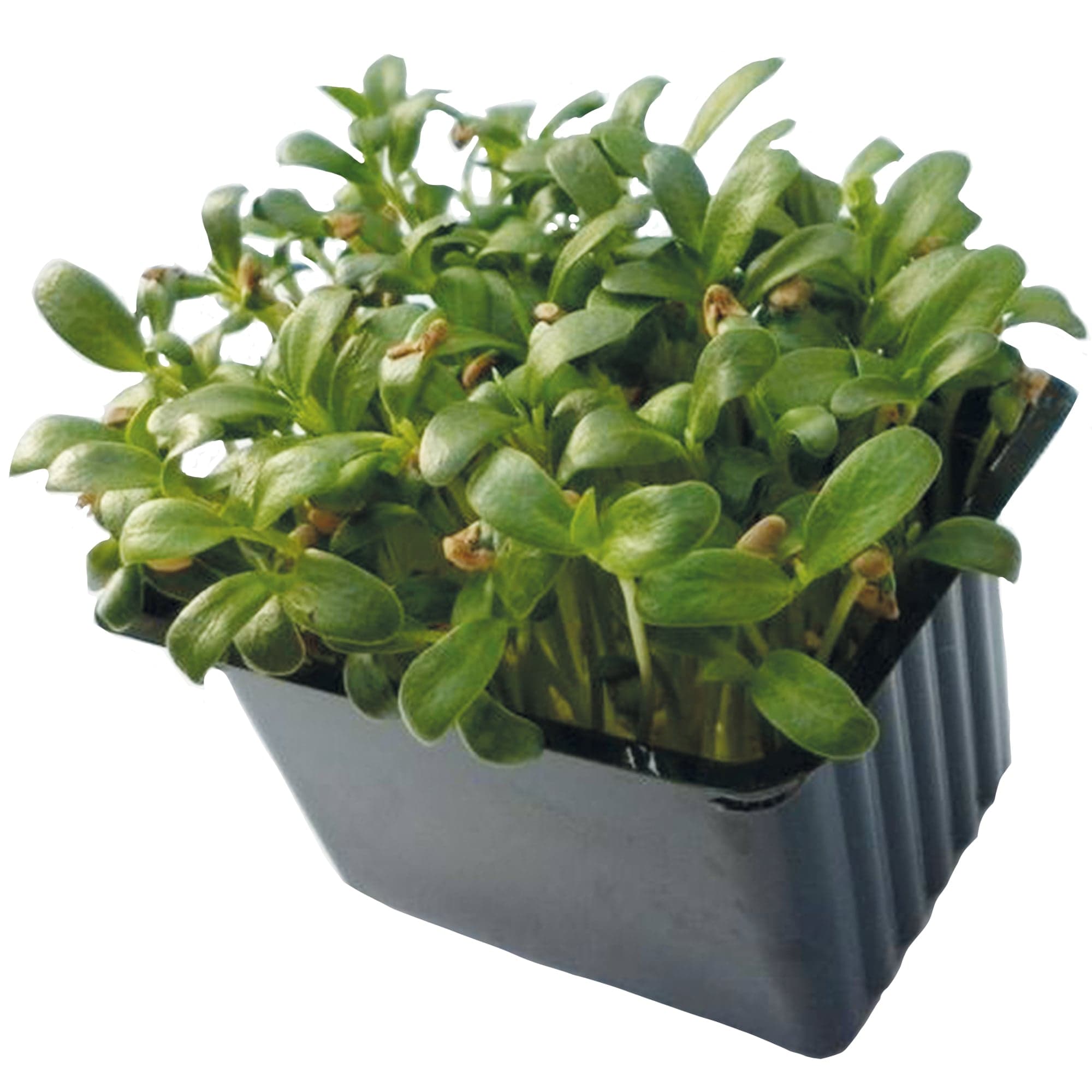Microgreens – Pískavice (řecké seno), vanička