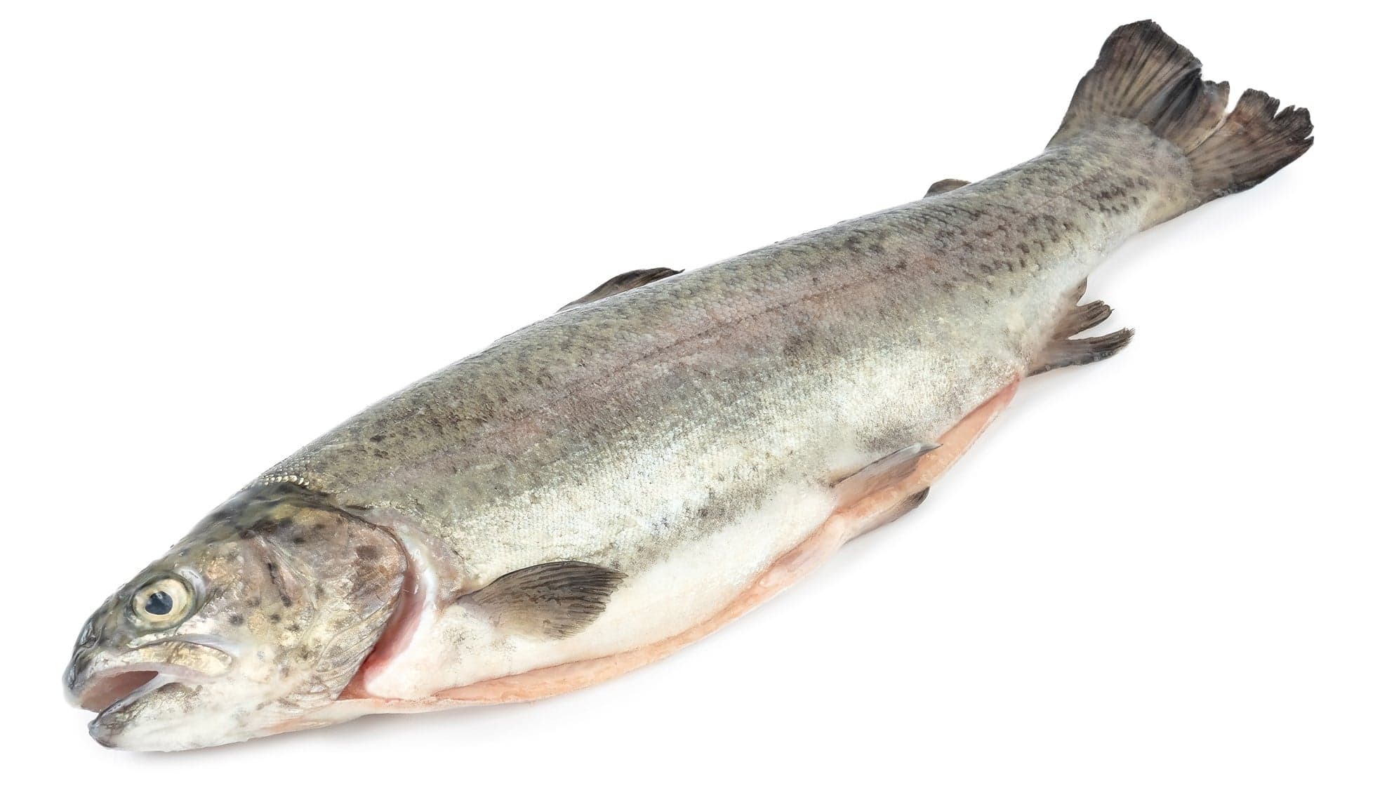 FJORU ASC Pstruh duhový kuchaný
