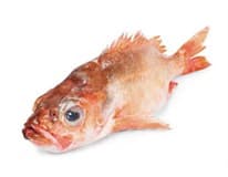 Okouník mořský MSC chlaz. váž. cca 500 g