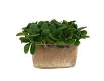 METRO Chef Microgreens - Brutnák lékařský 1 ks
