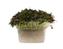 METRO Chef Microgreens - Mizuna červená 1 ks