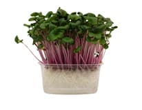 METRO Chef Microgreens - Ředkvička China Rose 1 ks