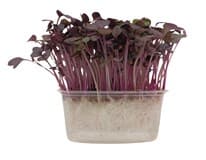 METRO Chef Microgreens - Ředkvička Red Sang 1 ks