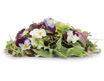 Fino Salát Mesclun květy neprané 125 g