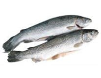 Pstruh obecný jezerní kuchaný chlaz. váž. cca 200 - 450 g