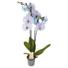 Phalaenopsis barvený 2 stonky, květináč 12 cm