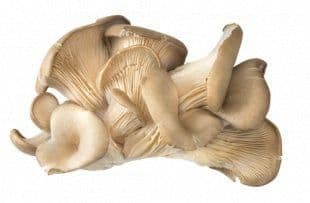 České Houby Hlíva ústřičná balená 300 g