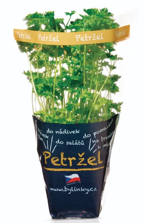 Petržel kadeřavá v květináči 1 ks