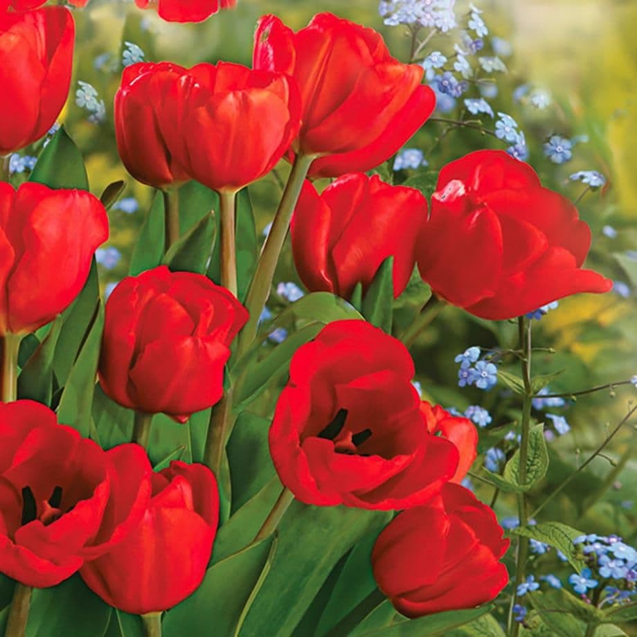 Ubrousky Daisy Bunch of Red Tulips, 33x33 cm, 3vr 20 ks