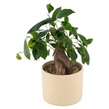 Zelený mix keramika/košík 12 cm