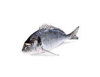 Pražma královská nekuchaná chlaz. váž. cca 1 - 2 kg