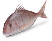Pražman obecný chlaz. váž. cca 0,8 - 1 kg