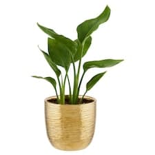 Green Mix květináč 12 cm