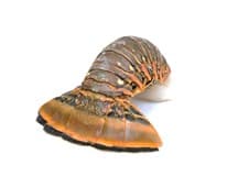 Langusta ocasy mraž. 450/560 g