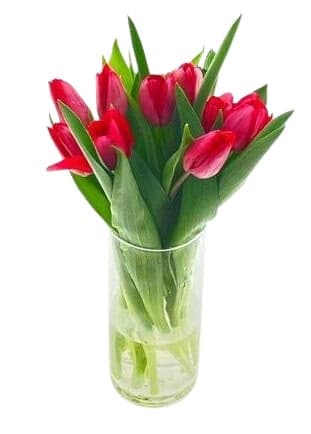 Tulipány červené