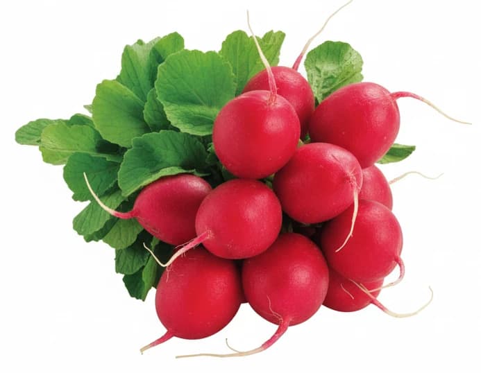 Ředkvičky
