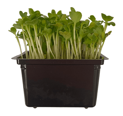 Klíčky Ředkev Daikon, vanička