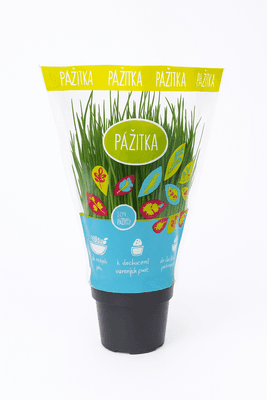 Pažitka květináč "13 cm”
