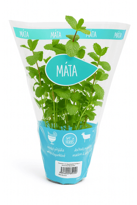 Titbit Máta květináč 13 cm