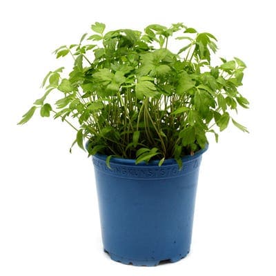 BIO Libeček, květináč "13 cm"