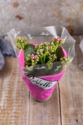 Kolopejka vděčná - Kalanchoe mix, průměr květináče 10cm