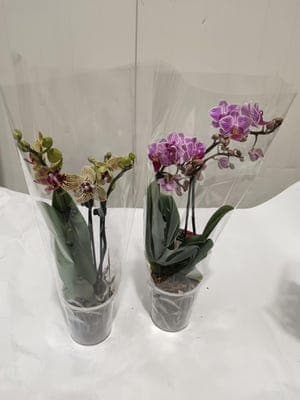 Orchidej Phalaenopsis 1 výhon, průměr květináče 9 cm, 1ks