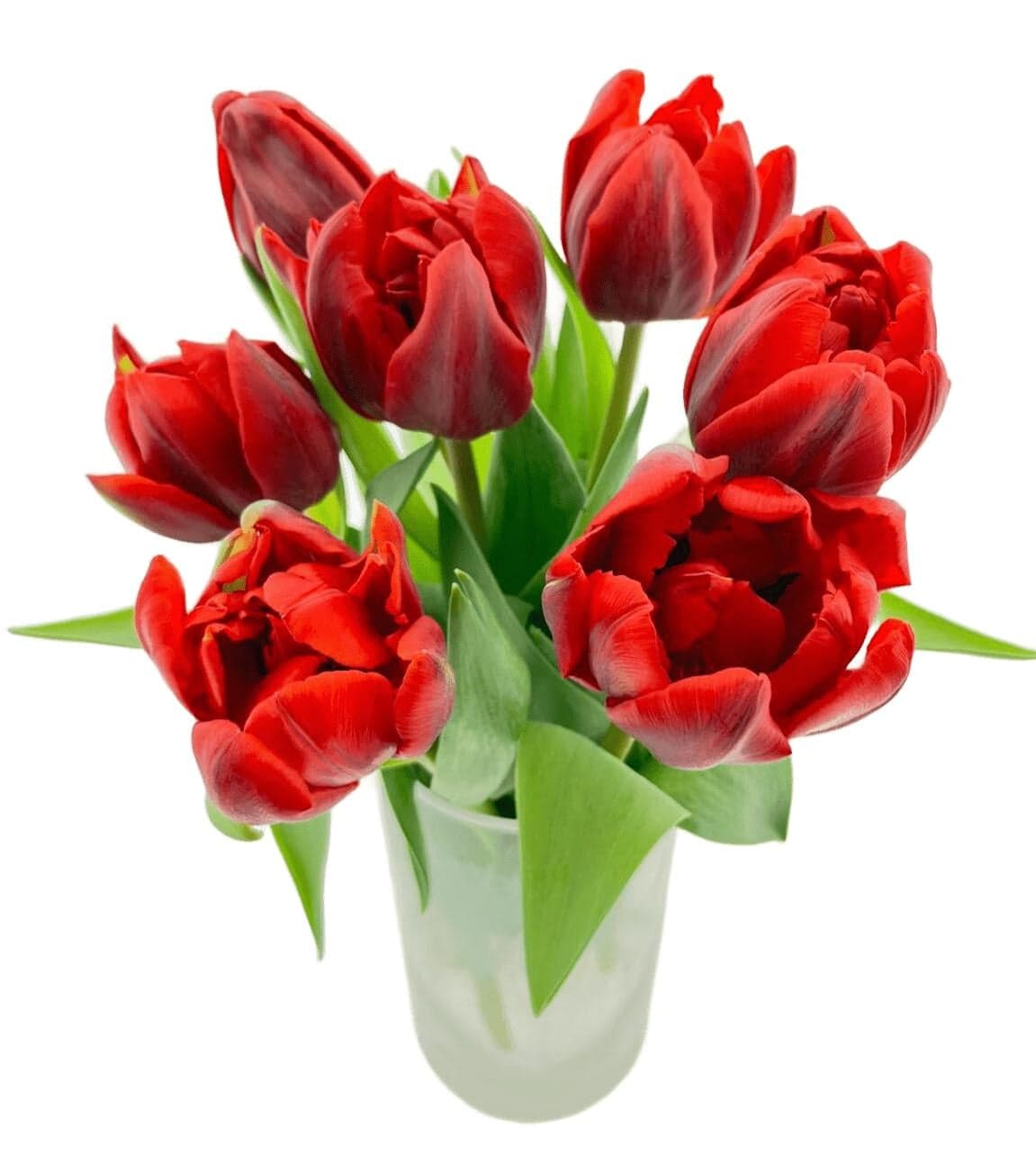 Tulipány červené prémiové 7 ks