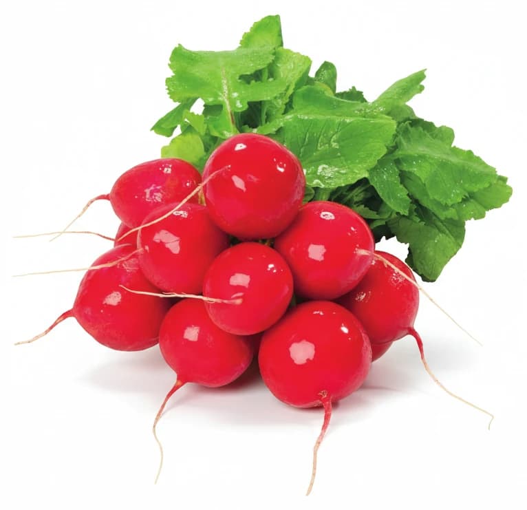 Ředkvičky