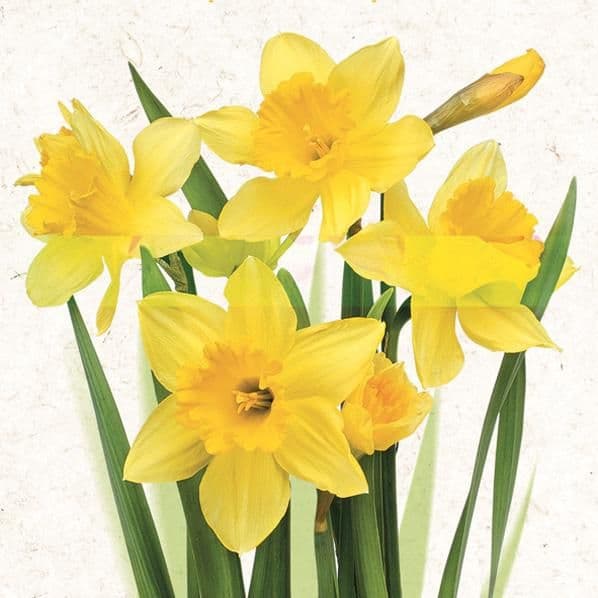 Kozák Ubrousky Daisy Kytice žlutých narcisů, 33 x 33 cm, 3vr., 20ks