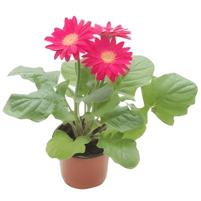 Gerbera mix, průměr květináče 10 cm