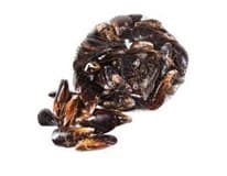 Slávka středomořská chlaz. váž. cca 1 kg