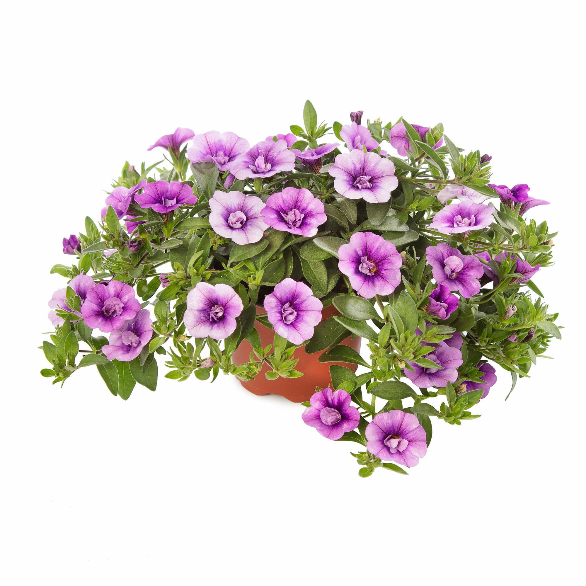 Minipetúnie plnokvětá Ø květináče 12 cm