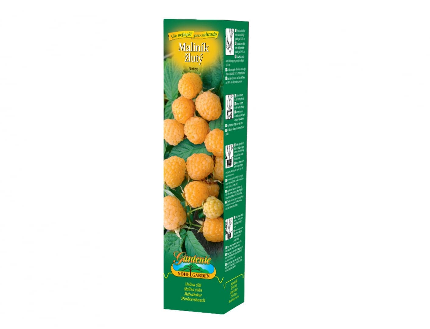 Maliník žlutý, 1 ks ( 2 výhonky) 1 balení