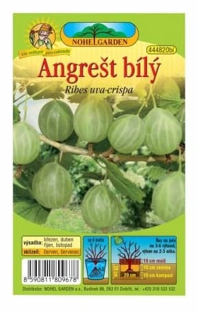 Angrešt bílý, 1 ks 1 balení