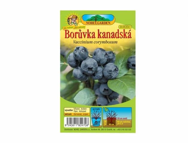 Borůvka kanadská, sazenice 1 ks