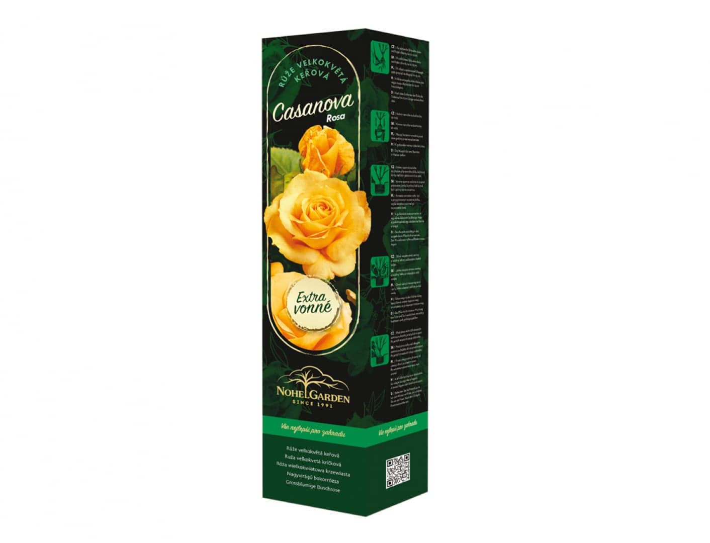 Růže velkokvětá keřová Fragrant Casanova, sazenice