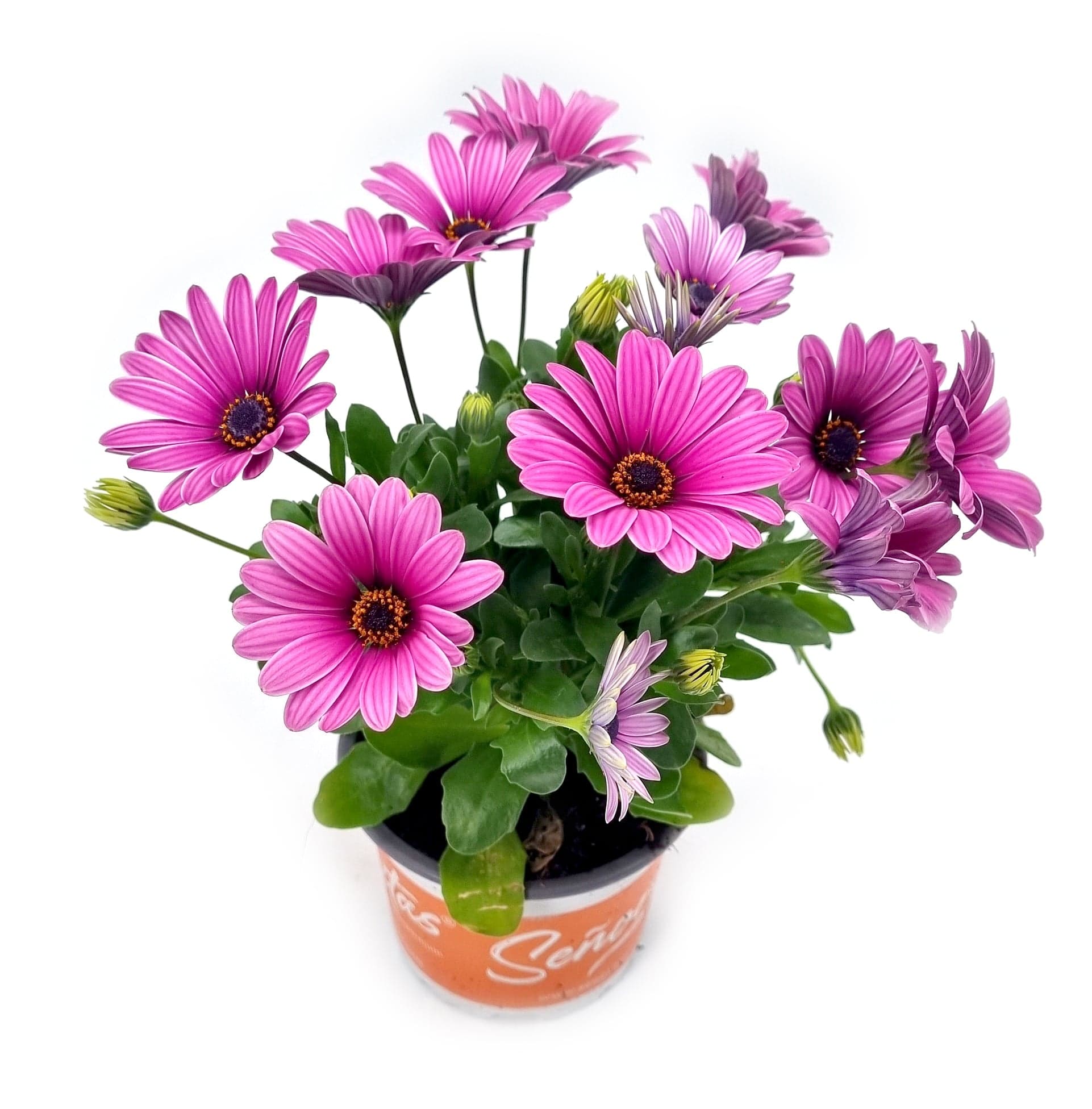 Modroočko "osteospermum" Ø květináče 10,5 cm 1 ks