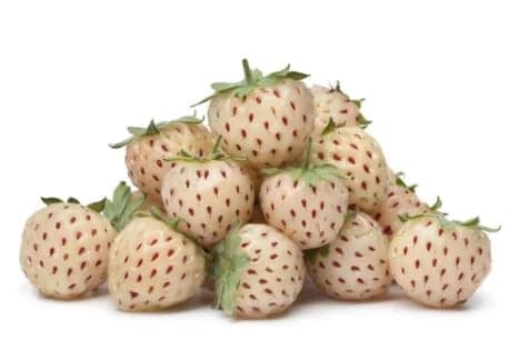 Pineberries – Ananasové jahody, balení