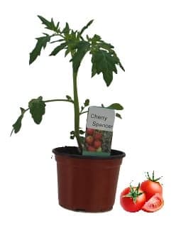 Sazenice - Rajče cherry (odr. Spencer), Ø květináče 9 cm