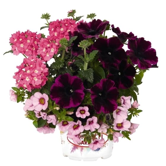 Confetti Garden trio Ø květináče 12 cm