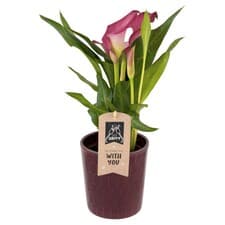 Zantedeschia mix květináč 12 cm