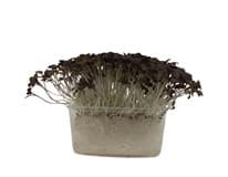 METRO Chef Microgreens - Hořčice červená 1 ks
