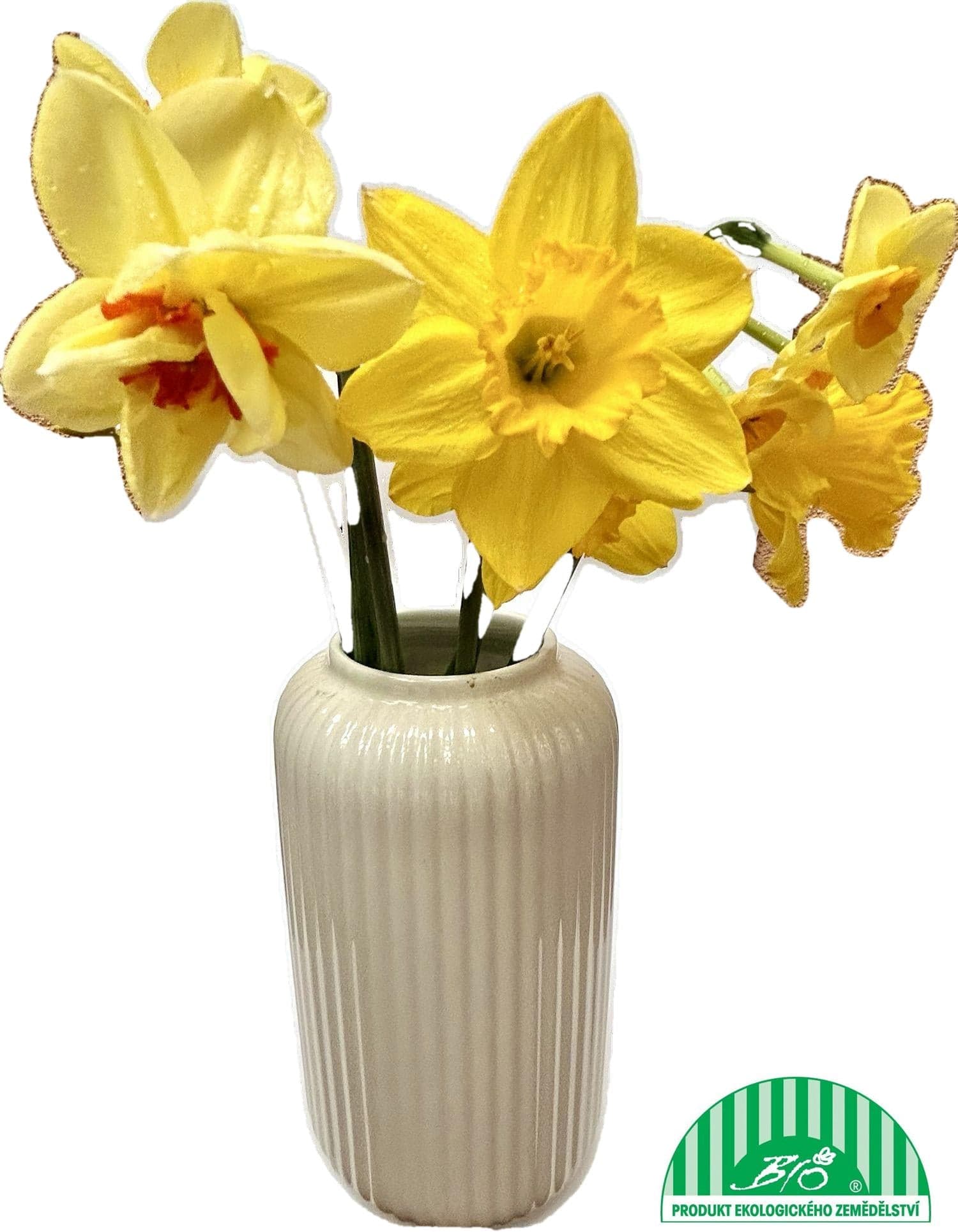Vitenplant Narcisky plnokvěté 7 ks
