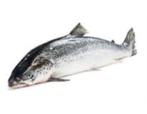 Losos Faerské ostrovy váž. cca 5-6 kg