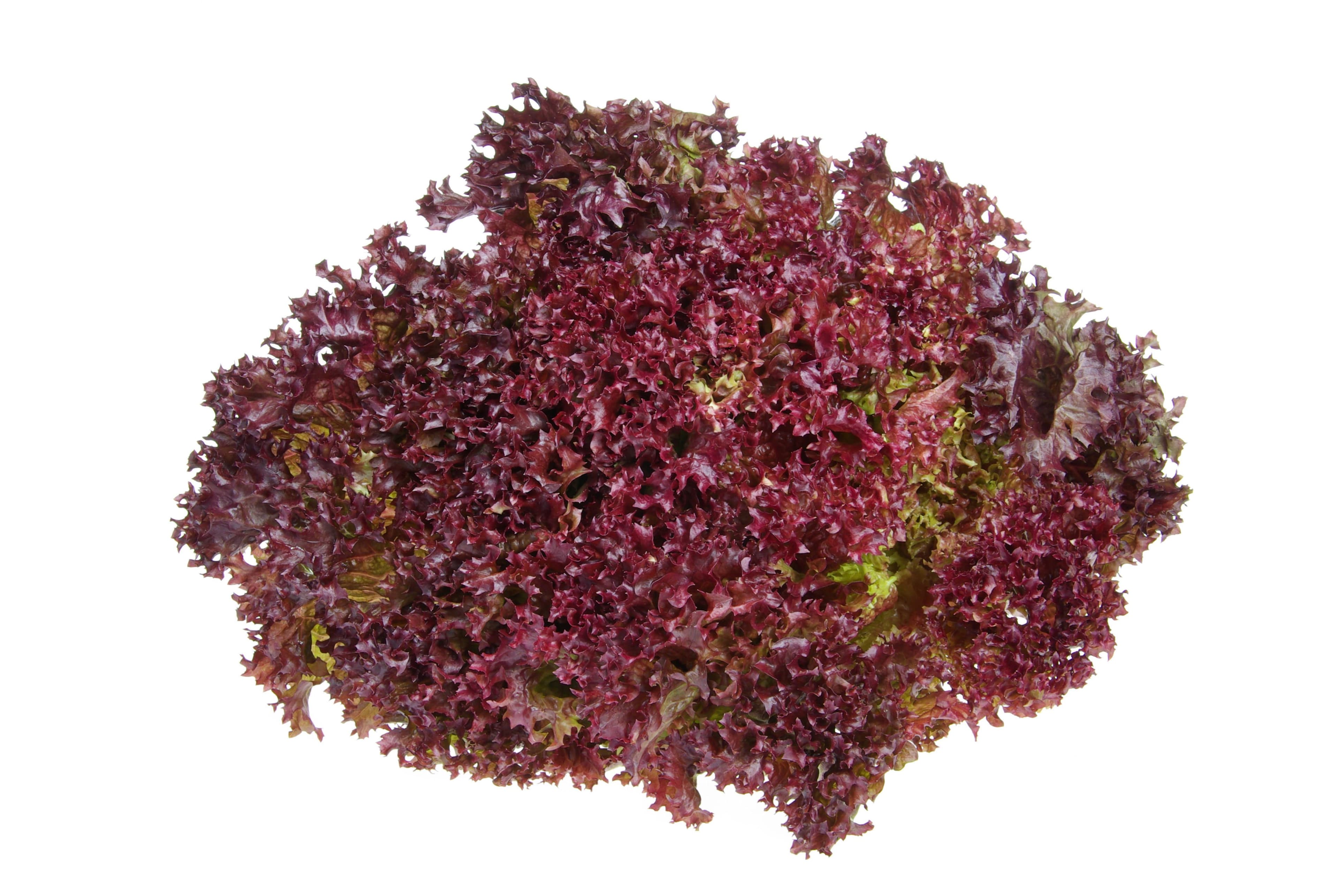 Salát Lollo Rosso  1 ks