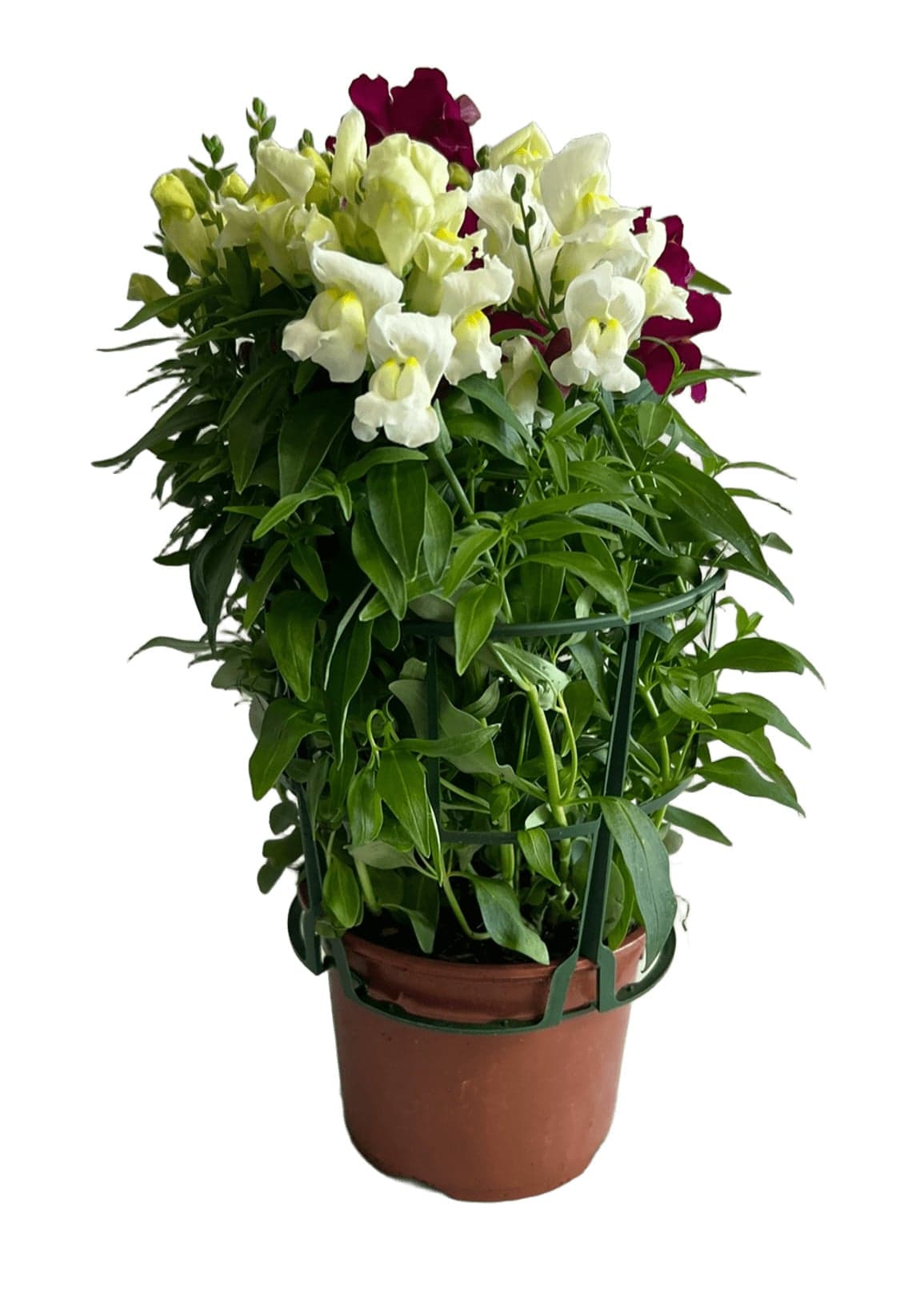 Hledík (Antirrhinum) mix tří barev Ø květináče 12 cm