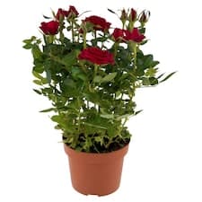 Růže květináč 12 cm
