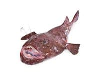 Ďas mořský celý chlaz. váž. cca 5 - 8 kg